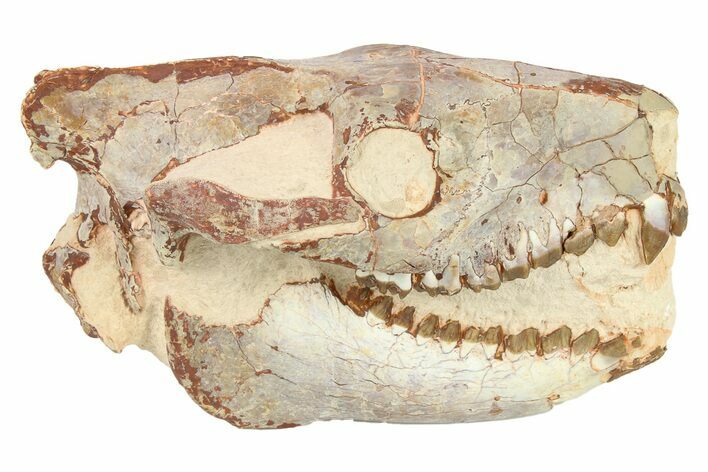 Fossil Oreodont (Merycoidodon) Skull - South Dakota #263495